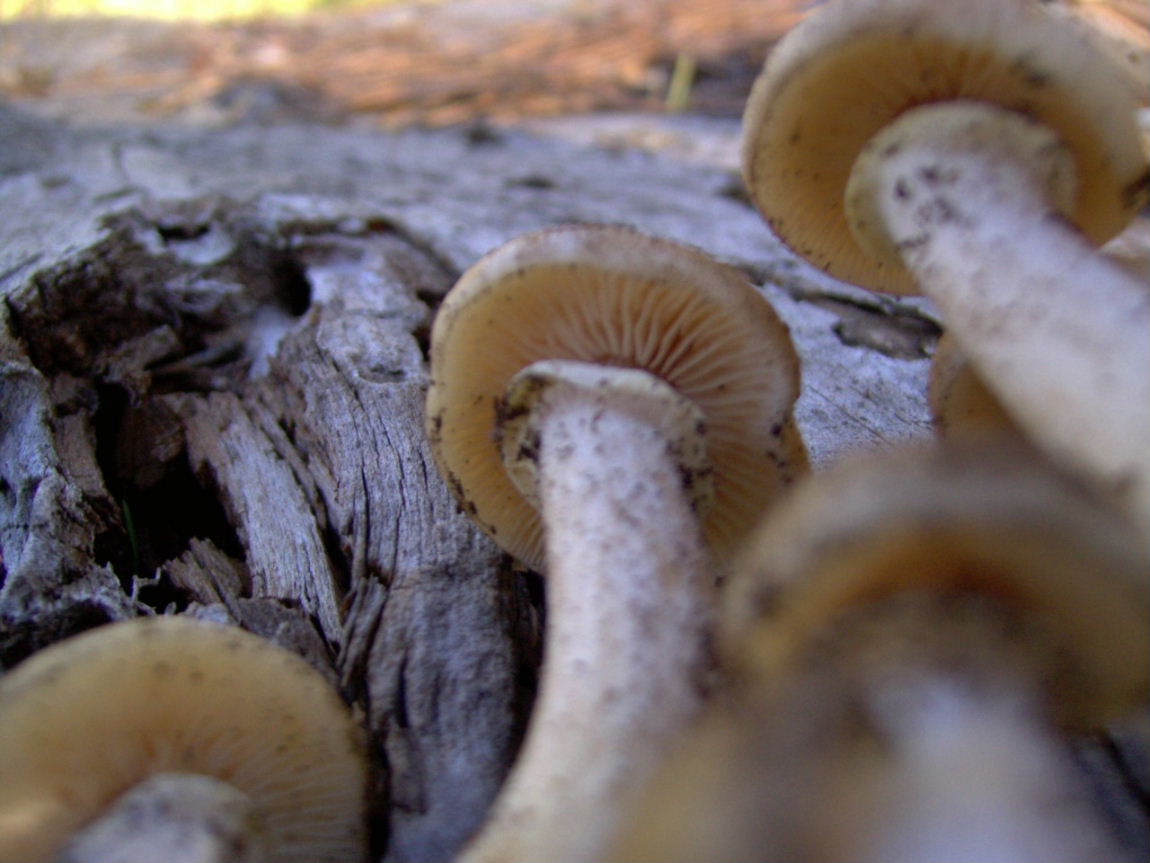 fungo da determinare